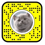 Snapchat Cute Cat Lens with soft ears, whiskers, and a button nose